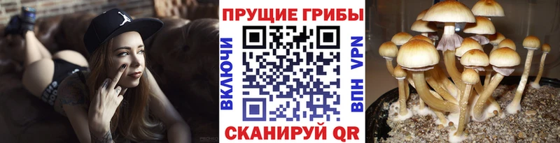 продажа наркотиков  Нефтегорск  Галлюциногенные грибы мицелий 